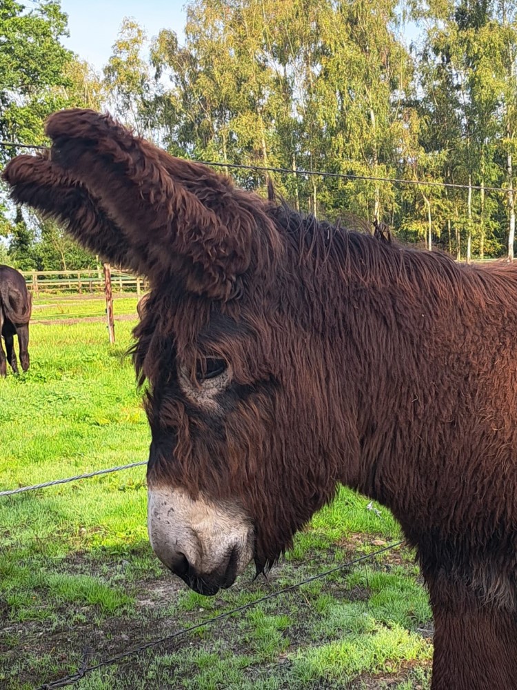 therapie met ezels zutendaal