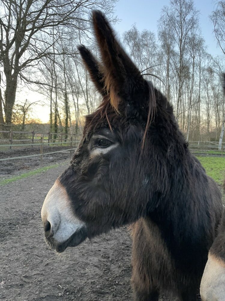 therapie met ezels zutendaal