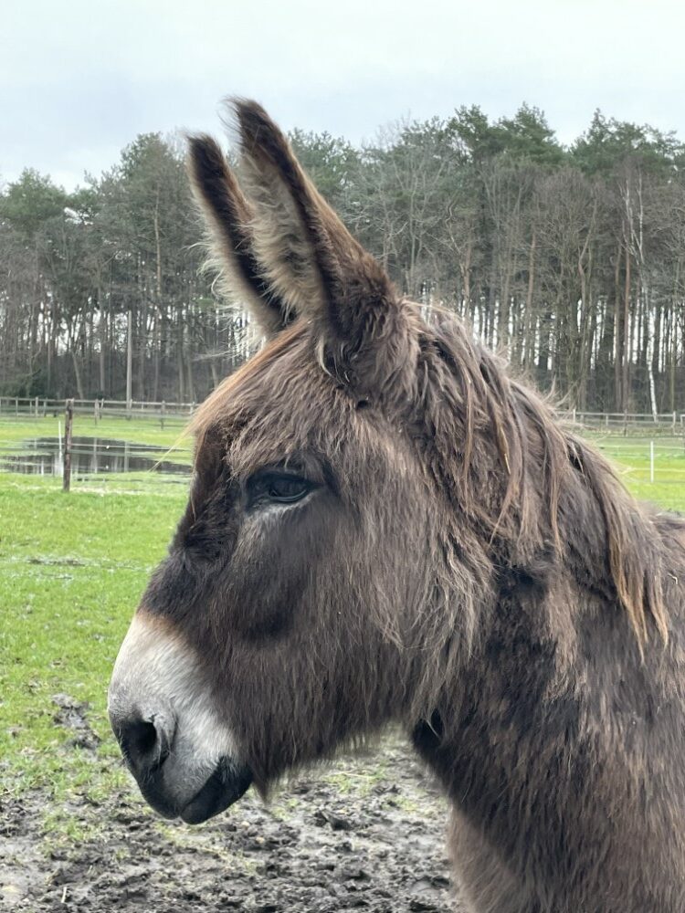 ezeltherapie zutendaal